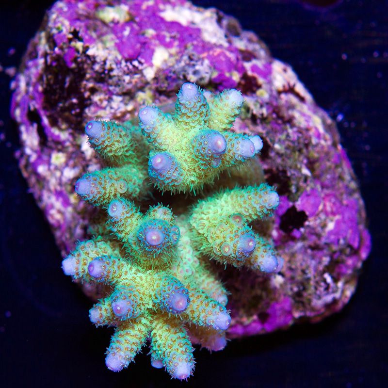 newcoral1413b - 85+ New WYSIWYG Acros at Cherry Corals!